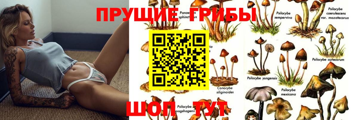 Пушкино  Псилоцибиновые грибы ЛСД  Вход с VPN  продажа наркотиков  Псилоцибиновые грибы ЛСД 